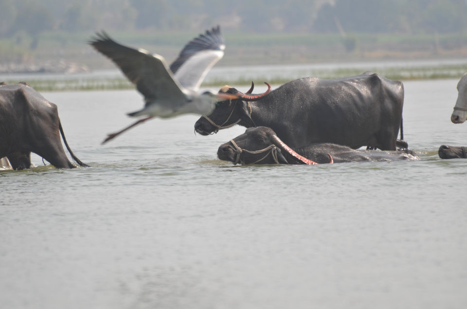 Photo of Palaseo - Uncertain and surprising 12/27 by Sarthak Anil Phatak