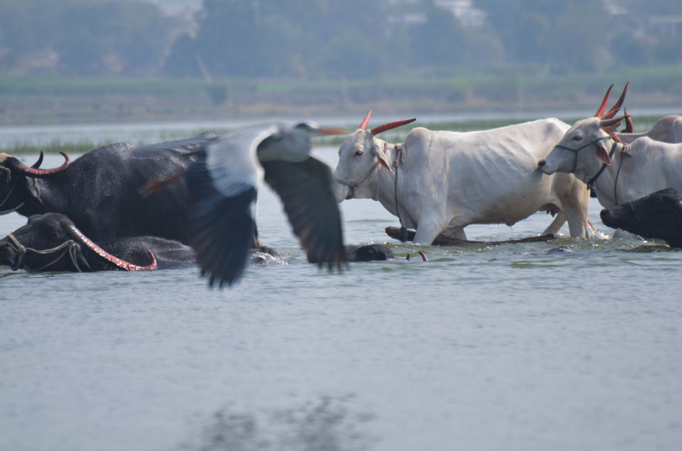 Photo of Palaseo - Uncertain and surprising 13/27 by Sarthak Anil Phatak
