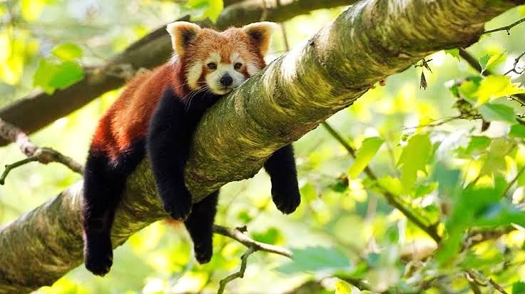 Photo of Neora Valley National Park, Darjeeling, West Bengal, India by Flying Wings 🕊