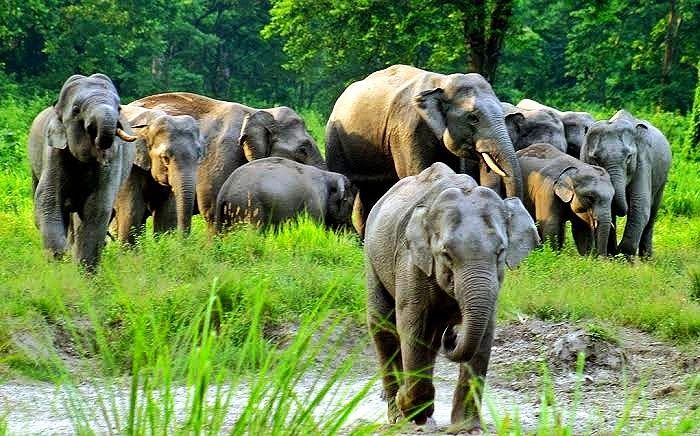 Photo of Jaldapara National Park, Jaldapara, West Bengal, India by Flying Wings 🕊