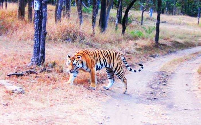 Photo of Buxa Tiger Reserve, Buxa, West Bengal, India by Flying Wings 🕊