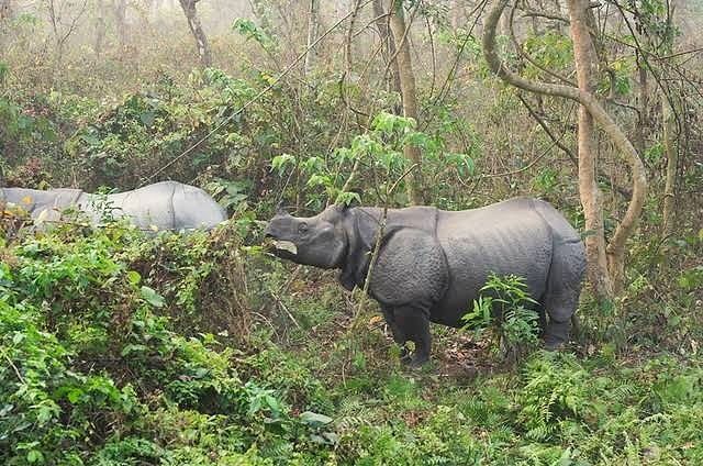 Photo of Gorumara National Park, Jalpaiguri, West Bengal, India by Flying Wings 🕊