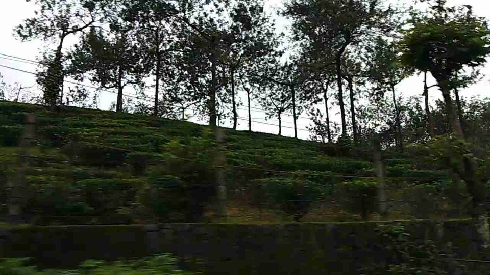 Photo of Gorumara National Park, Jalpaiguri, West Bengal, India by Flying Wings 🕊