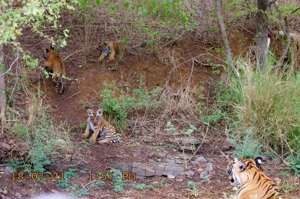 Photo of New cubs sighted at Ranthambore by anurag sharma