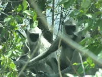 Photo of Horsley Hills, Andhra Pradesh, India by Karthik Ramanathan