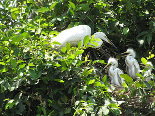 Photo of Ranganathittu Bird Sanctuary, Srirangapatna, Karnataka, India by Karthik Ramanathan