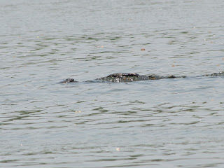 Photo of Ranganathittu Bird Sanctuary, Srirangapatna, Karnataka, India by Karthik Ramanathan