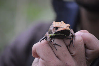 Photo of Wild..Wild... Masinagudi..Bandipur ! by Karthik Ramanathan