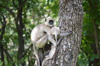Photo of Wild..Wild... Masinagudi..Bandipur ! by Karthik Ramanathan