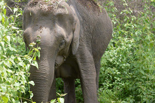 Photo of Wild..Wild... Masinagudi..Bandipur ! by Karthik Ramanathan