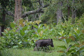 Photo of Wild..Wild... Masinagudi..Bandipur ! by Karthik Ramanathan