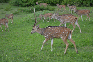 Photo of Wild..Wild... Masinagudi..Bandipur ! by Karthik Ramanathan