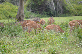 Photo of Wild..Wild... Masinagudi..Bandipur ! by Karthik Ramanathan