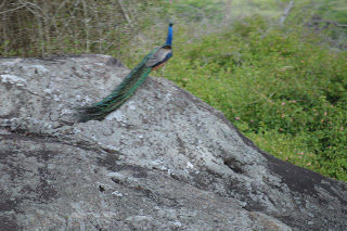 Photo of Wild..Wild... Masinagudi..Bandipur ! by Karthik Ramanathan