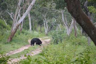 Photo of Wild..Wild... Masinagudi..Bandipur ! by Karthik Ramanathan