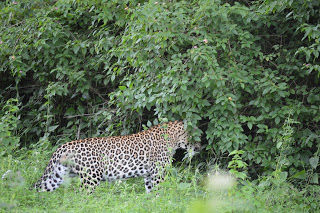Photo of Wild..Wild... Masinagudi..Bandipur ! by Karthik Ramanathan