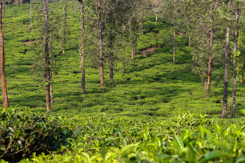 Photo of Gods own country for a reason. - trip to WAYANAD. 1/3 by SHREYAS PATIL