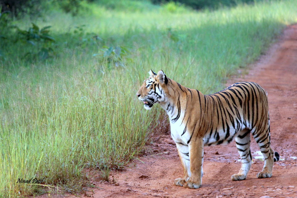 Photo of Photographing a life called Wildlife 2/5 by Ninad Patil