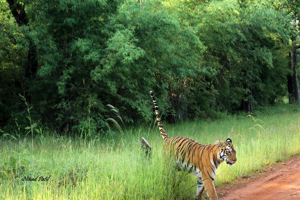 Photo of Photographing a life called Wildlife 3/5 by Ninad Patil