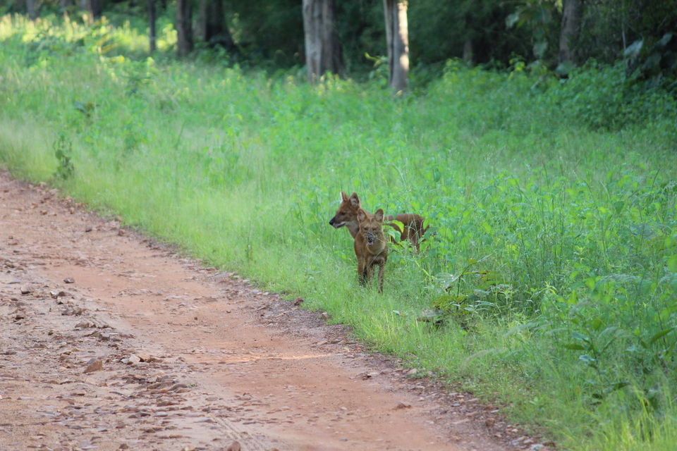 Photo of Photographing a life called Wildlife 4/5 by Ninad Patil
