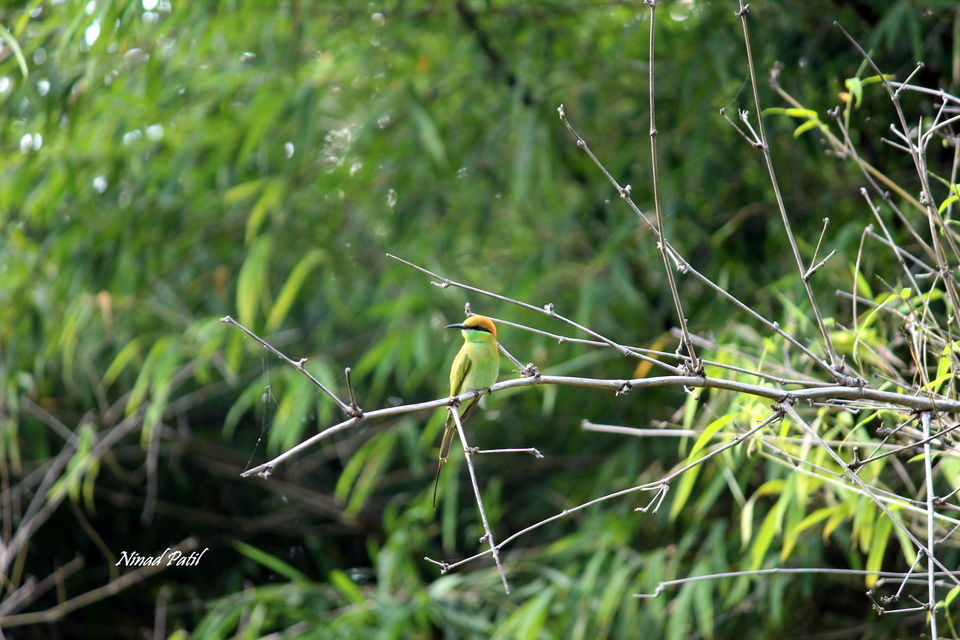Photo of Photographing a life called Wildlife 5/5 by Ninad Patil