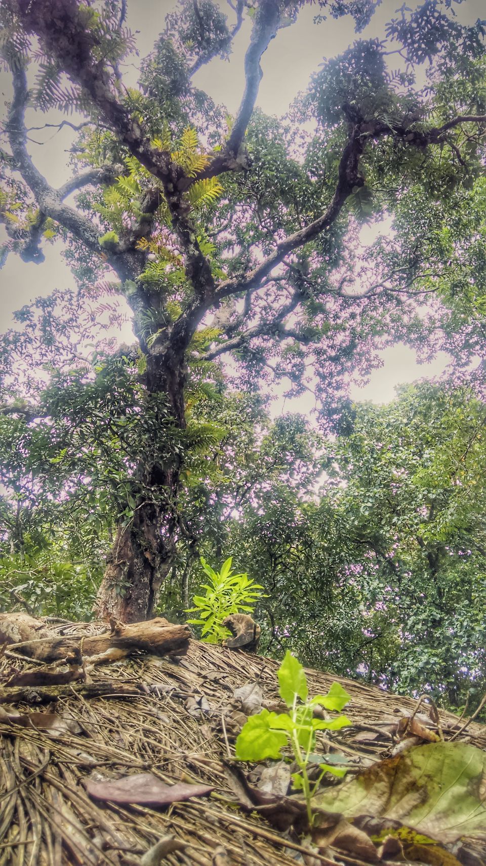 Photo of In search of the mysterious Neelakoduveli ;) 37/56 by Jerrin Issac