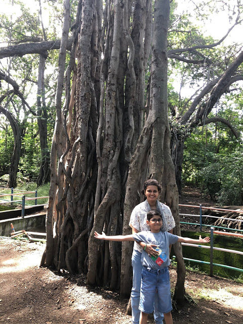 Photo of FAMILY DRIVE TO PEMGIRI - THE KING OF BANYAN TREES by The Driving Addict