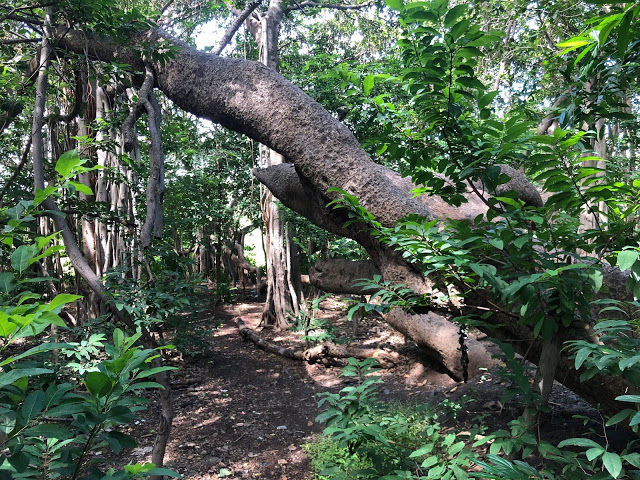 Photo of FAMILY DRIVE TO PEMGIRI - THE KING OF BANYAN TREES by The Driving Addict