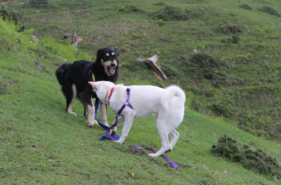 Photo of Moila Top, Bagani, Uttarakhand, India by Sanghamitra Ghosh