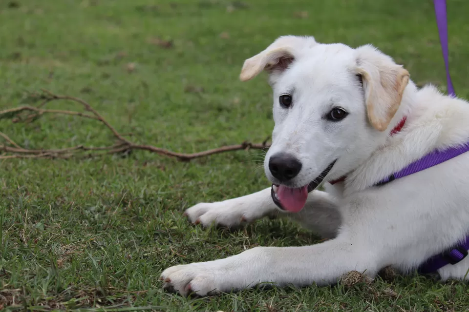 Photo of Moila Top, Bagani, Uttarakhand, India by Sanghamitra Ghosh