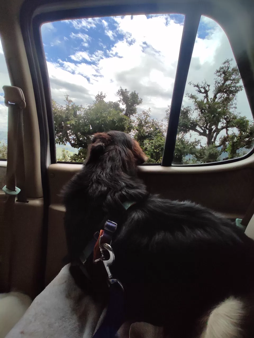 Photo of Chaani Churani, Chakarata Rd, P.O, Marlau, Chakrata, Uttarakhand, India by Sanghamitra Ghosh