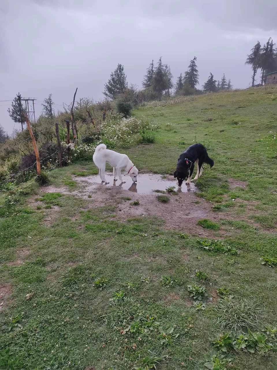 Photo of Chaani Churani, Chakarata Rd, P.O, Marlau, Chakrata, Uttarakhand, India by Sanghamitra Ghosh