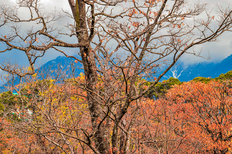 Photo of Dharamshala-Mcleodganj Trip - An escape from chaos by Richa Malik