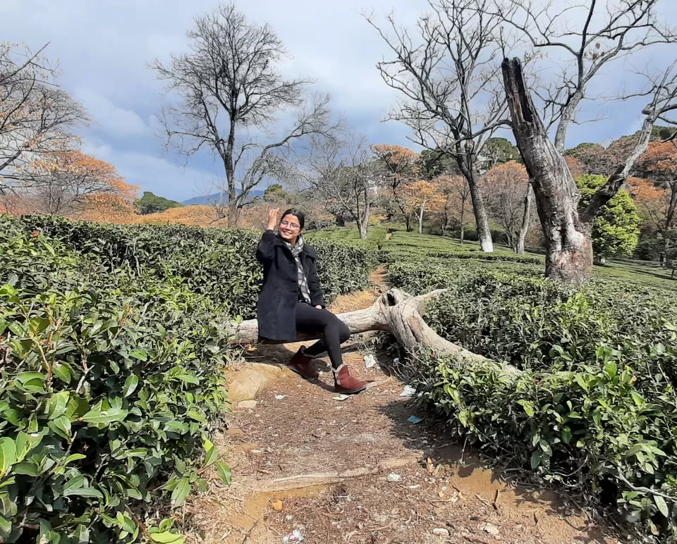 Photo of Tea Garden, Kunal pathri, Dharamshala., Dharamshala, Himachal Pradesh, India by Richa Malik