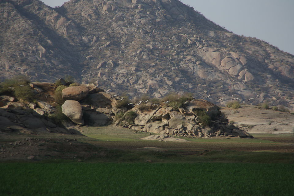 Photo of Leopard hills of Southern Rajasthan 1/12 by Shashank Gangil
