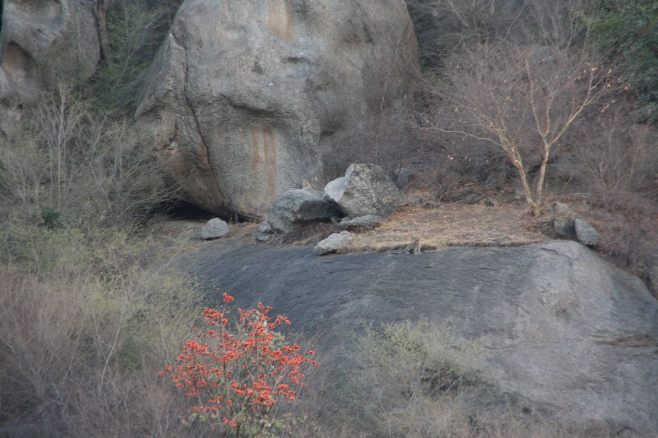 Photo of Leopard hills of Southern Rajasthan 10/12 by Shashank Gangil
