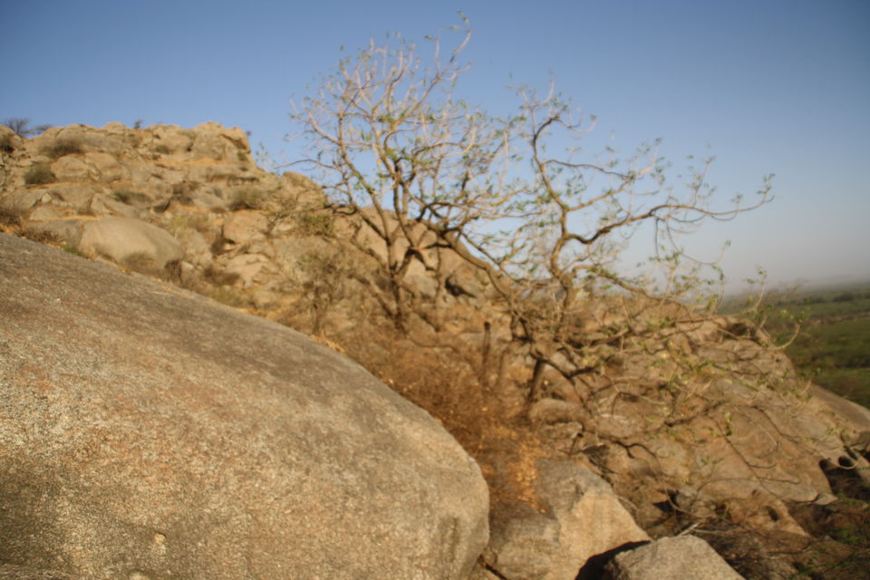 Photo of Leopard hills of Southern Rajasthan 11/12 by Shashank Gangil