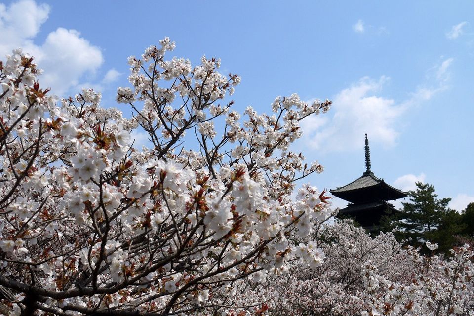 Photo of Ninna-ji Temple Goten, Omuroōuchi, Ukyo Ward, Kyoto, Japan by Viral Paun