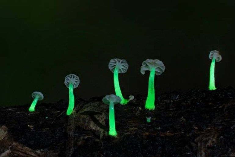 Photo of Rare Glowing Mushrooms Discovered in Meghalaya by Viralthewanderor