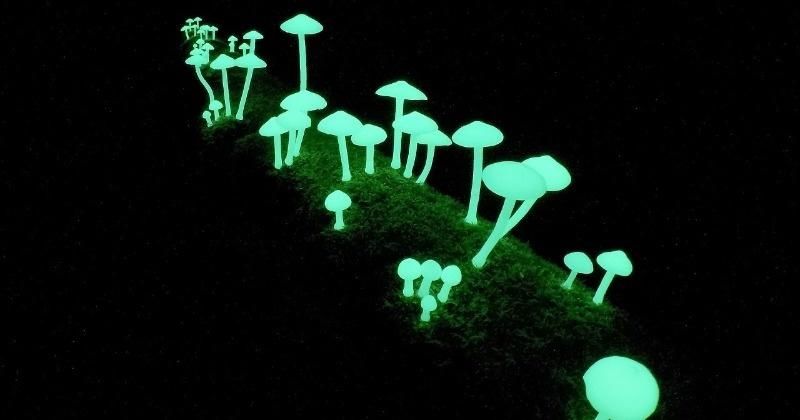 Rare Glowing Mushrooms Discovered in Meghalaya Tripoto