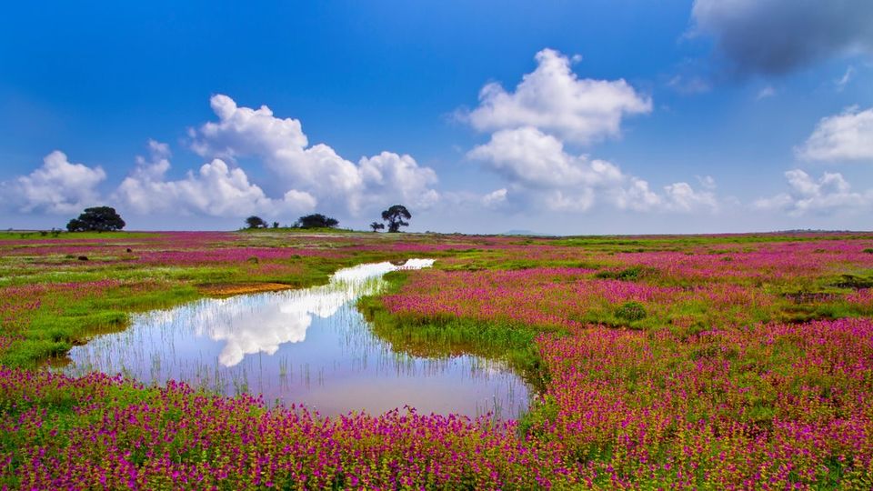 Photo of Kaas plateau, Maharashtra by Viral Paun
