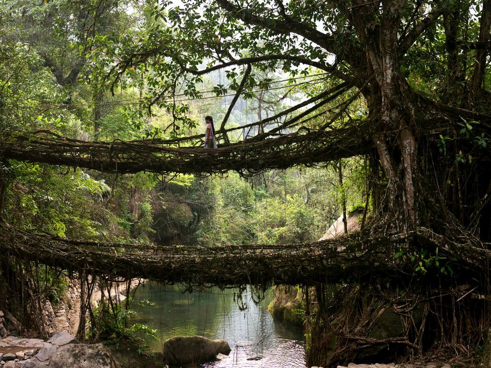 Photo of Double Decker Root Bridge, Cherrapunji, Meghalaya, India by Viral Paun