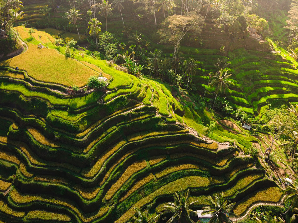 Photo of A Complete Guide to Visit Bali's Tegallalang Rice Terraces from a Photographer's Lens! by Thatcameraboy