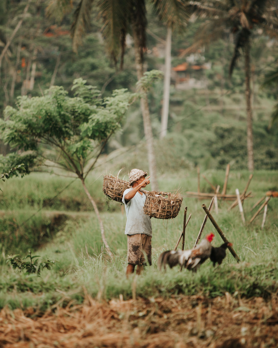 Photo of A Complete Guide to Visit Bali's Tegallalang Rice Terraces from a Photographer's Lens! 4/9 by Thatcameraboy