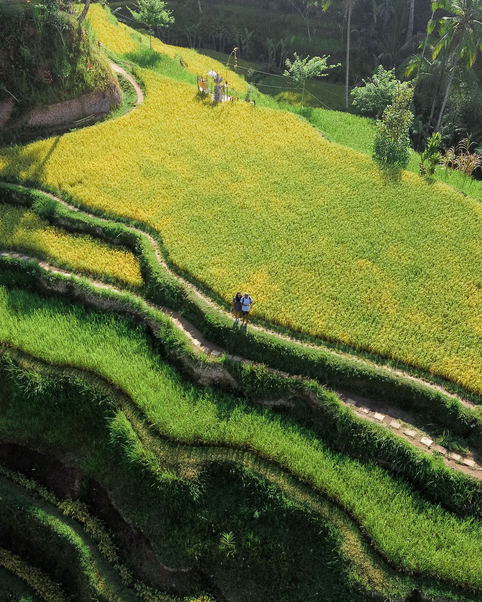 Photo of A Complete Guide to Visit Bali's Tegallalang Rice Terraces from a Photographer's Lens! 9/9 by Thatcameraboy