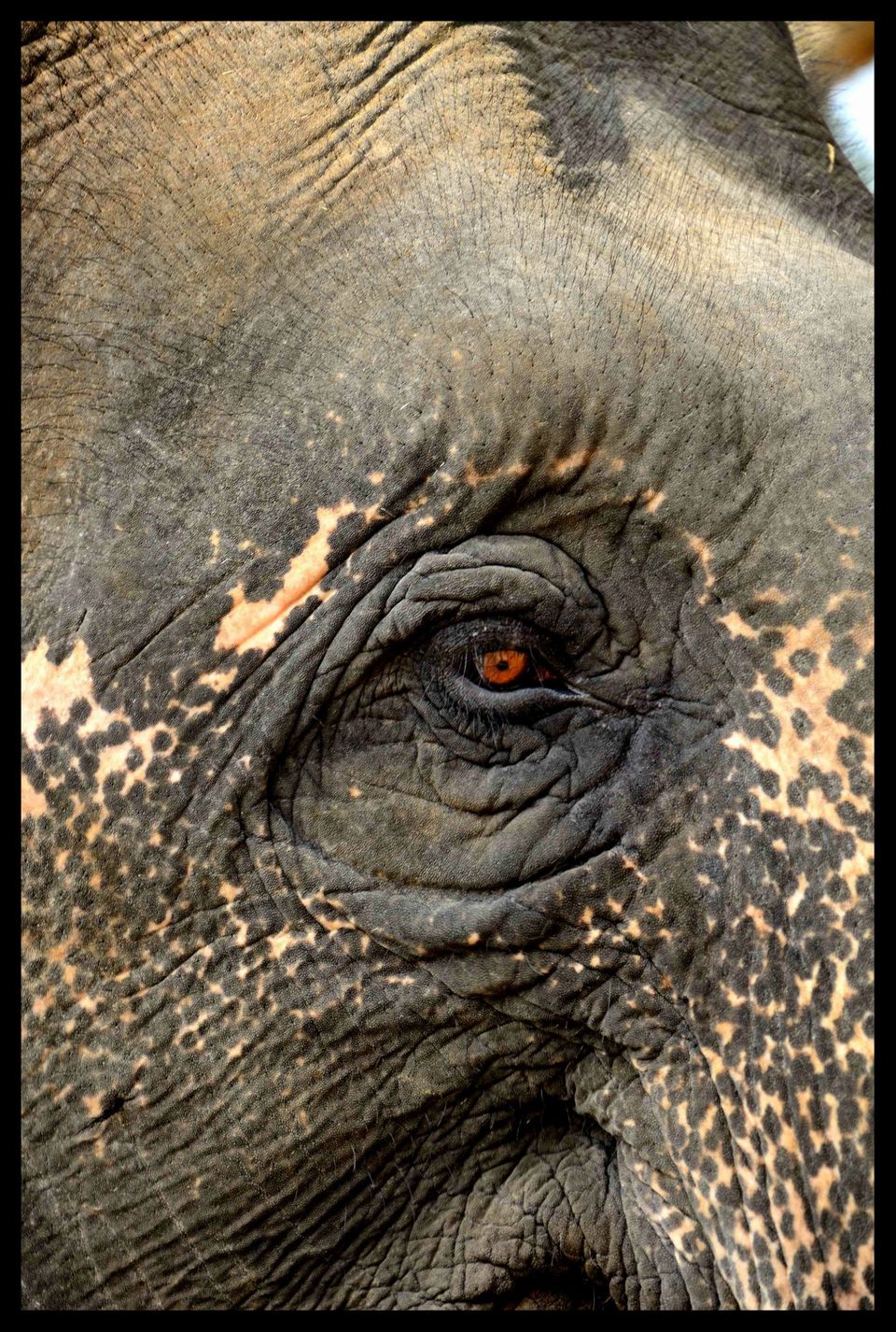 Photo of Dubare Elephant Camp, Madikeri, Karnataka, India by Raj Abhishek