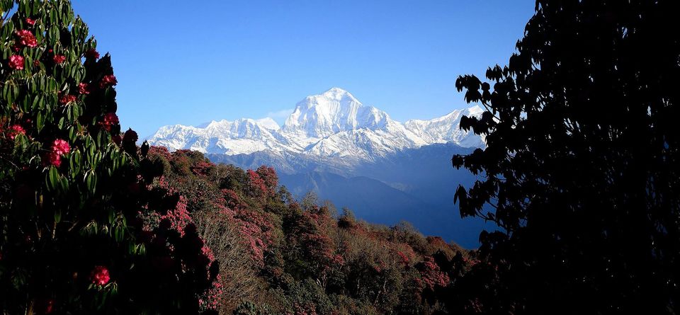 Photo of The famous Poon Hill Trek: Nepal 13/23 by Raj Abhishek