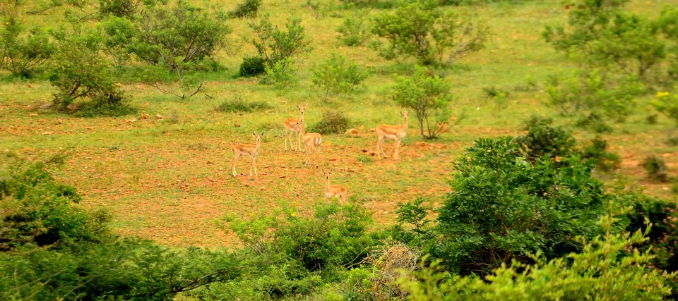 Photo of Jayamangali Blackbuck Reserve: Chasing nature's bounty on a day tour off Bangalore 1/6 by Raj Abhishek