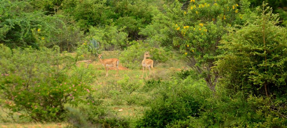 Photo of Jayamangali Blackbuck Reserve: Chasing nature's bounty on a day tour off Bangalore 2/6 by Raj Abhishek