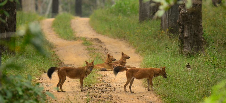 Photo of Nagarhole, Tholpetty and Irupu Falls: A golden triangle of sorts! 4/19 by Raj Abhishek